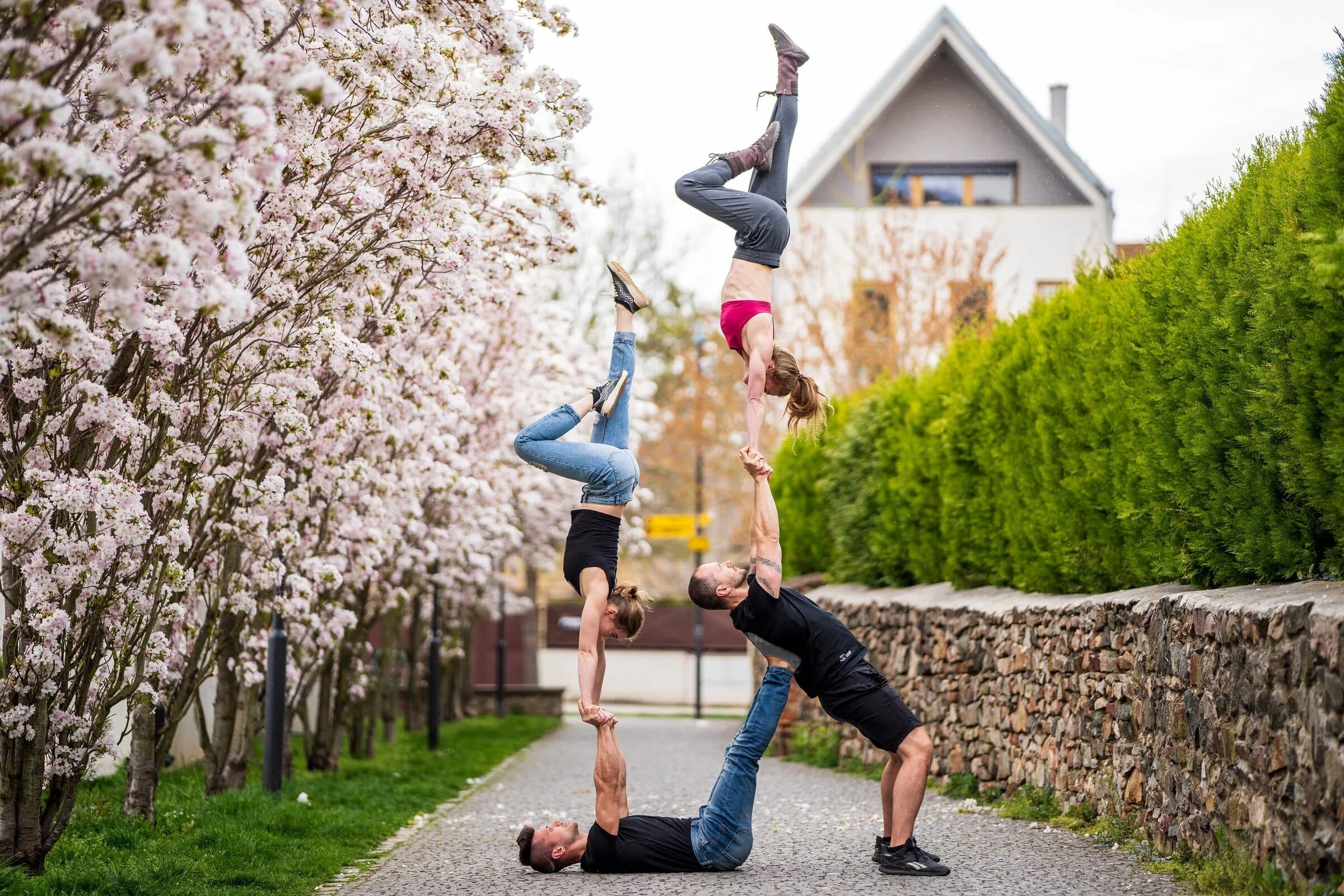 Pairs training under blossoming trees, one in hand to hand, one in a backbend